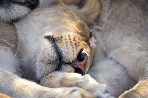Do Tell: Which Animal Would You Want to be?